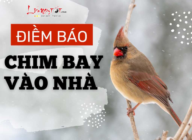 Chim Hót Trong Nhà: Lời Giải Mã Theo Dân Gian