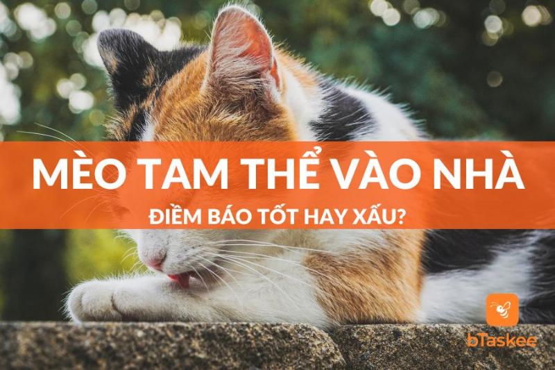 Mèo Tam Thể Vào Nhà Mang Lại May Mắn