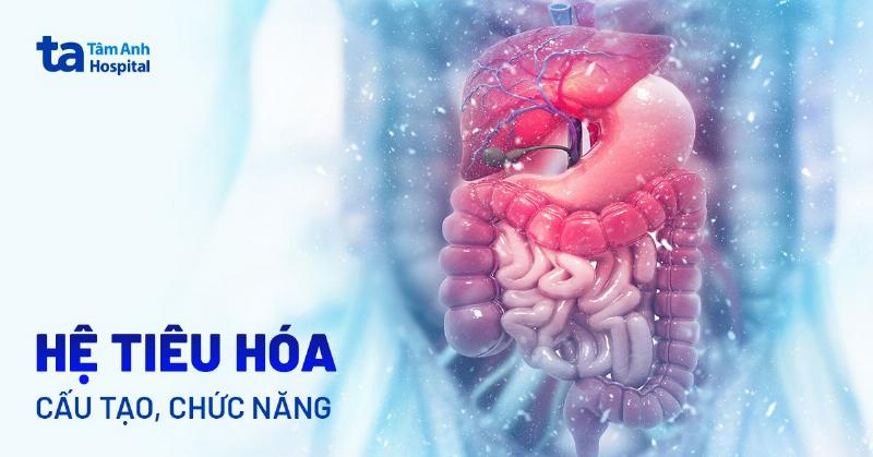 Hình ảnh minh họa tổng quan về các hệ cơ quan nội tạng