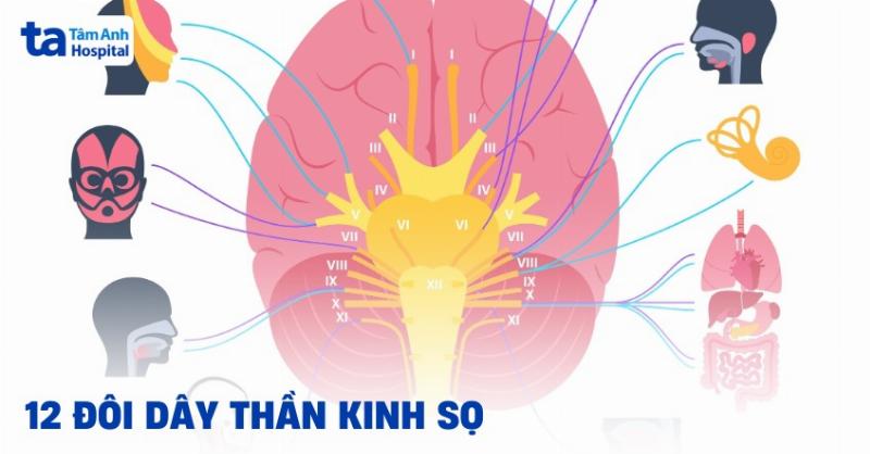 Bản đồ chi phối cảm giác của giải phẫu thần kinh chi dưới