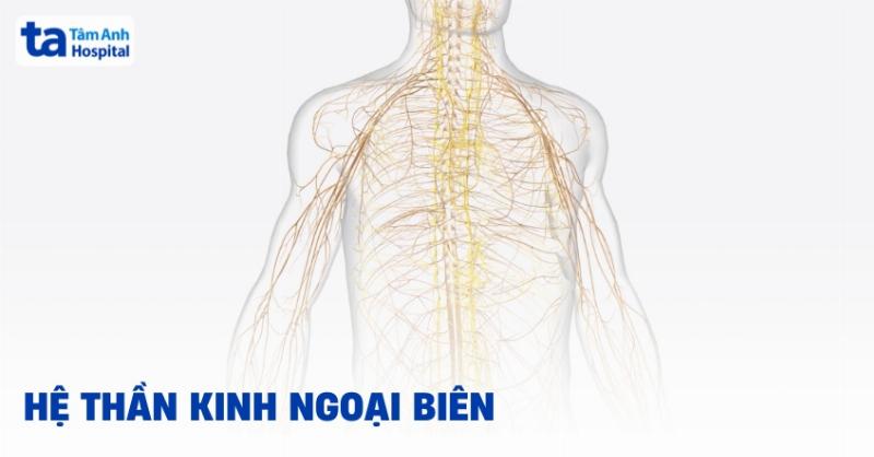 Bảng tóm tắt chức năng các dây thần kinh chính trong giải phẫu thần kinh chi dưới