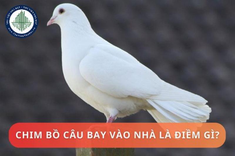 Bồ Câu Bay Vào Nhà: Biểu Tượng Hòa Bình Và An Lành