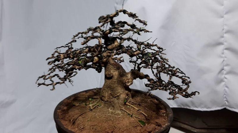 Bonsai Mini Đẹp Hợp Phong Thủy