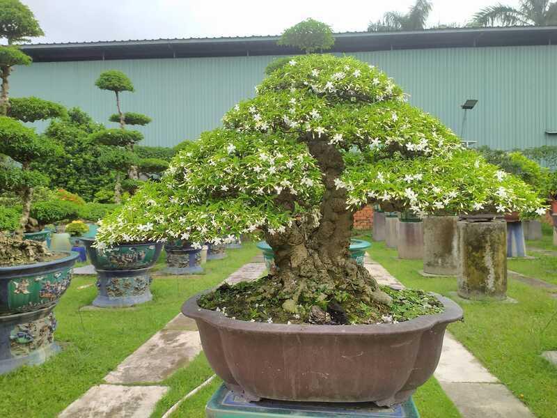 Bonsai Mini Đẹp Mệnh Mộc