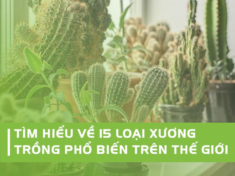 Các loại xương rồng phù hợp