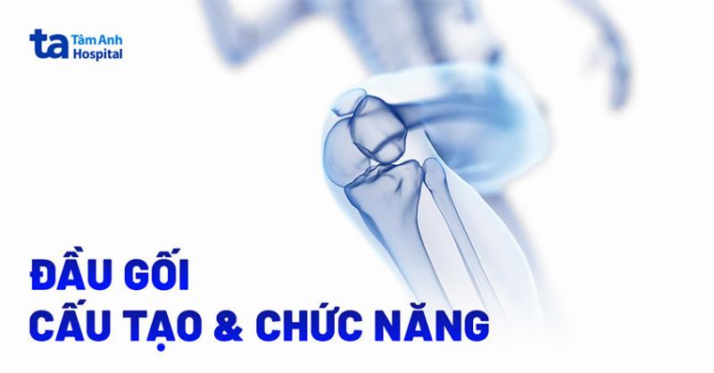 Khám phá hình ảnh khớp gối bình thường: Cấu tạo và chức năng diệu kỳ