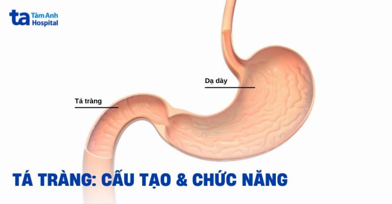 Giai phau cau tao chi tiet ruot non va cac doan ta trang hong trang hoi trang trong vn-giai phau he tieu hoa