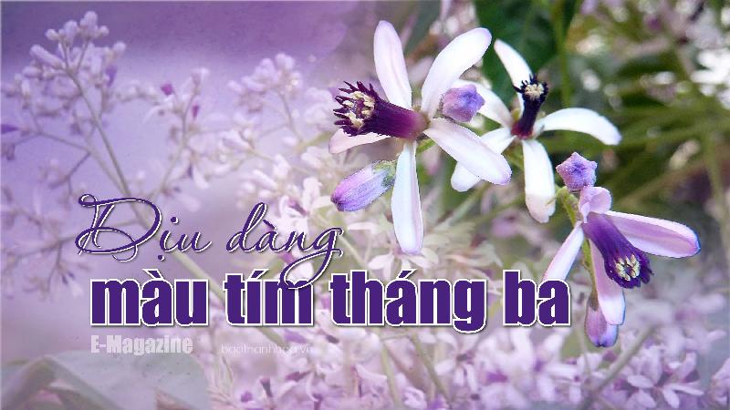 Cây Chùm Ngây: Muôn Vàn Công Dụng