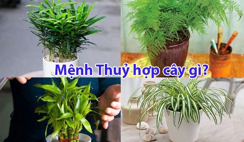 Cây hợp mệnh Thủy