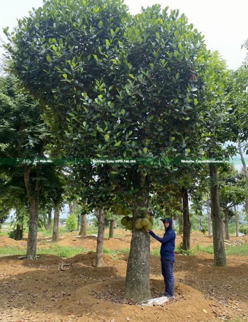 Cây Mít Tạo Bóng Mát Cho Nhà Ở