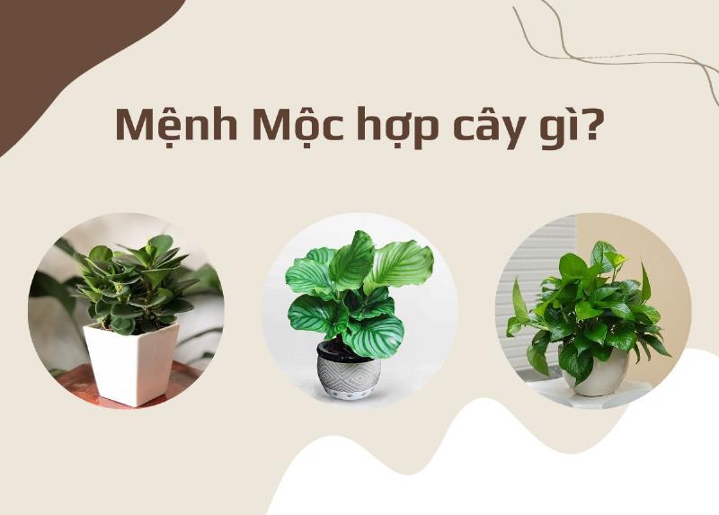 Cây Trồng Trước Nhà Mệnh Mộc