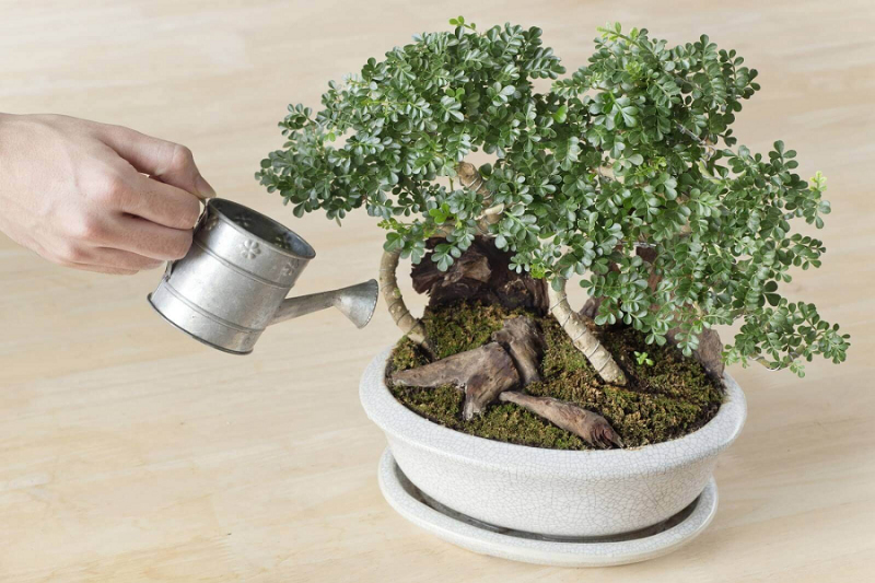 Chăm Sóc Bonsai Mini