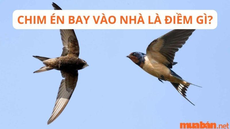 Chim Bay Vô Nhà Hên Hay Xui: Giải Mã Theo Góc Nhìn Tử Vi