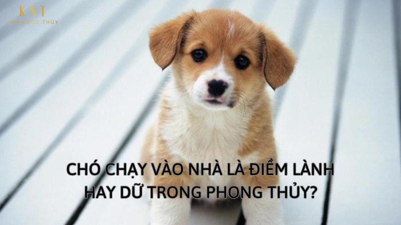 Chó Trắng Vào Nhà: Điềm Báo May Mắn