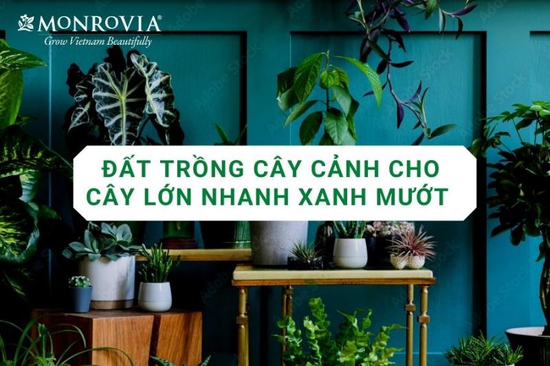 Chọn đất cho cây trồng trong nhà