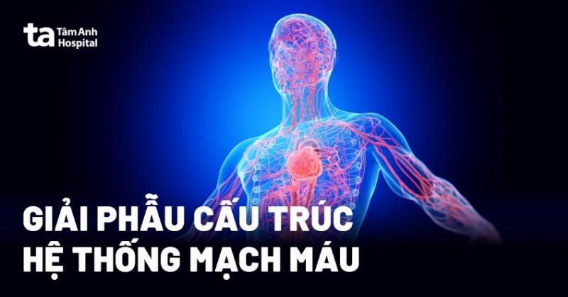 Minh họa chức năng tuần hoàn máu ở chi dưới, cho thấy hướng chảy của máu trong động mạch và tĩnh mạch, cùng vai trò của các van tĩnh mạch