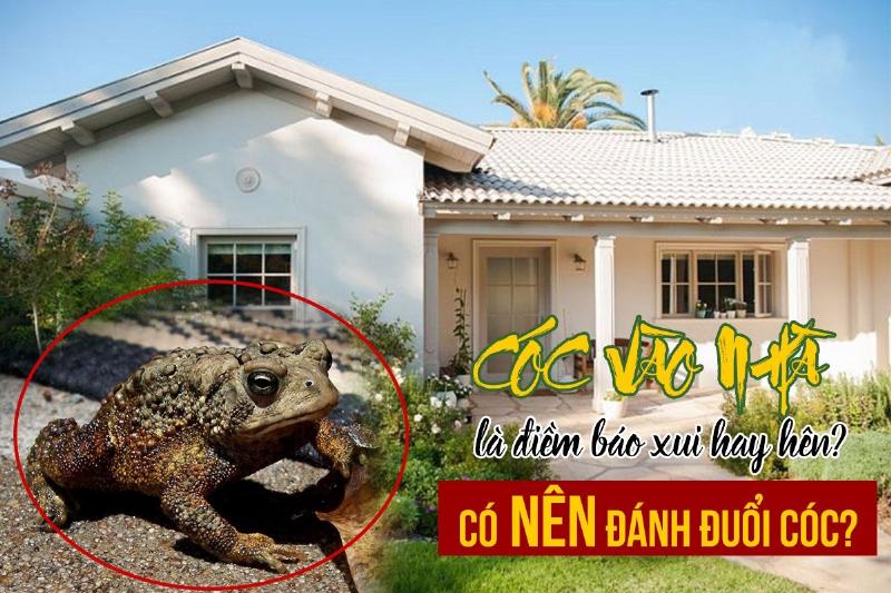 Cóc Đen Nhảy Vào Nhà Là Điềm Gì?