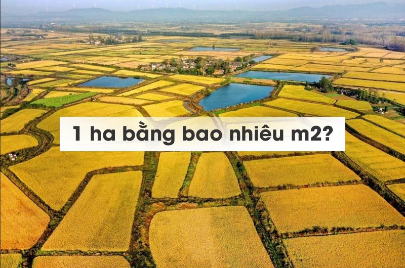 Đơn vị hecta so sánh với mét vuông