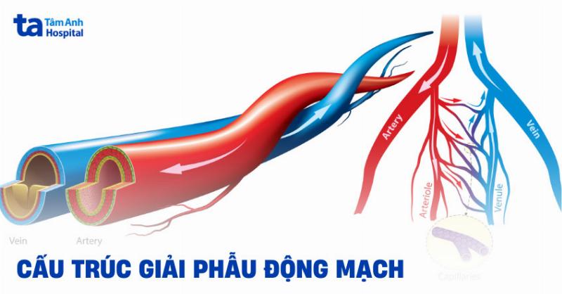 Sơ đồ giải phẫu hệ động mạch chính ở chi dưới người, từ động mạch chậu đến bàn chân, có nhãn các động mạch quan trọng