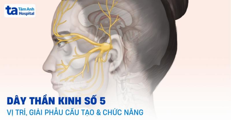 Giải phẫu thần kinh chi dưới: Cẩm nang chi tiết từ A đến Z