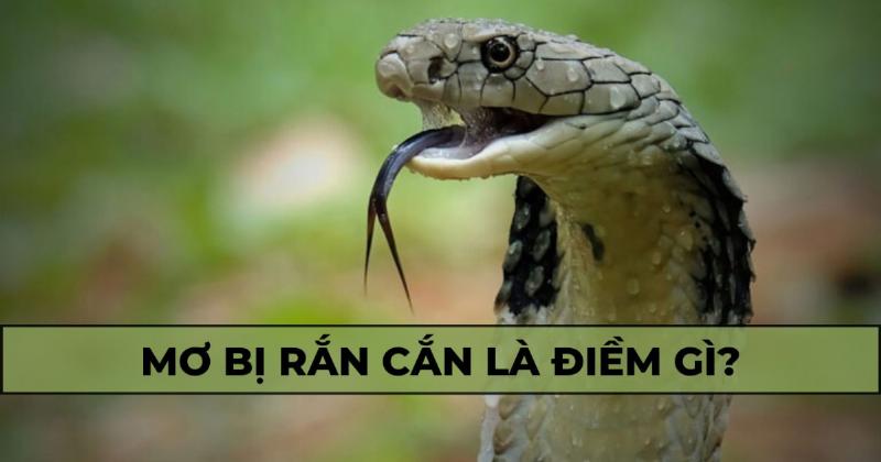 Giải mã ý nghĩa giấc mơ thấy rắn cắn và điềm báo đằng sau nó