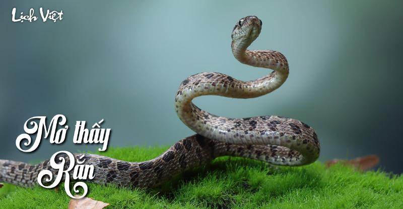 Giải mã giấc mơ thấy rắn quấn quanh người mang ý nghĩa gì
