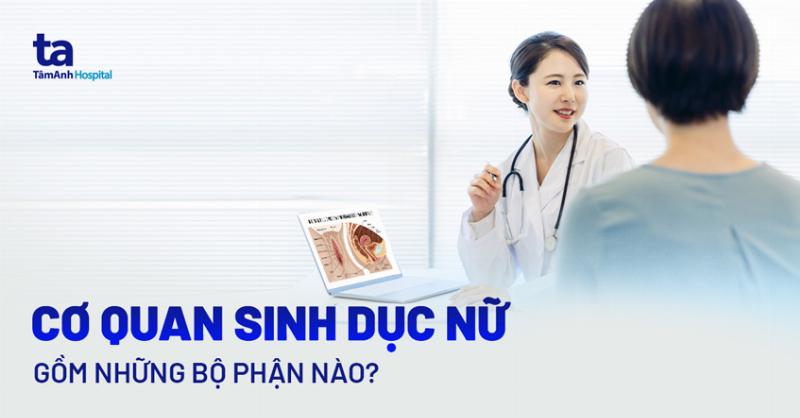 Giải Phẫu Hệ Sinh Dục Nữ: Hiểu Rõ “Nhà Máy” Kỳ Diệu Của Tạo Hóa