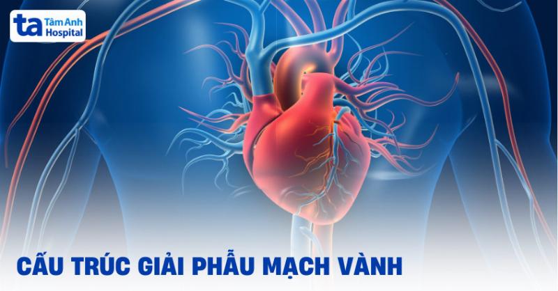 Hình ảnh tổng quan về giải phẫu mạch máu chi dưới, minh họa hệ thống động mạch và tĩnh mạch chính ở chân người