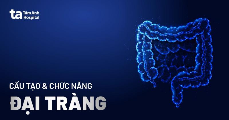 Giai phau chi tiet cau tao ruot gia gom manh trang dai trang truc trang va ruot thua trong vn-giai phau he tieu hoa