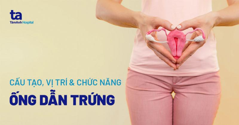 Hinh anh giai phau tu cung voi phan phu buong trung va voi trung