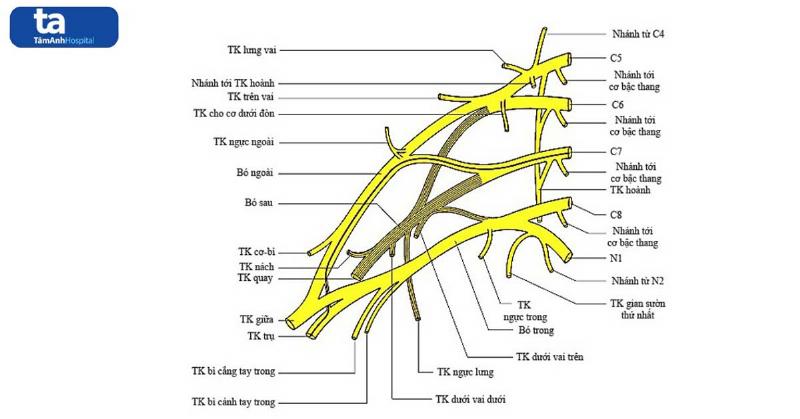 Minh họa khám vận động và cảm giác trong đánh giá giải phẫu thần kinh chi dưới