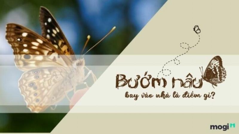 Lời khuyên khi bướm nâu bay vào nhà