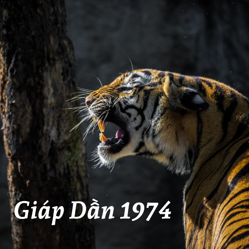 Lưu Ý Cho Tuổi Giáp Dần 1974