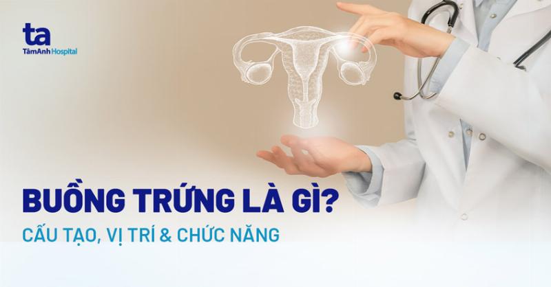 So do cung cap mach mau va than kinh cho co quan sinh duc nu