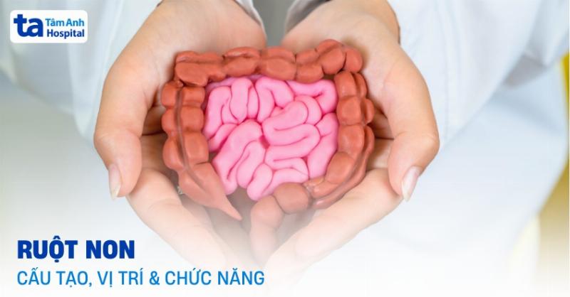 Hinh anh vi the cau tao nhung mao ruot non toi uu hoa hap thu dinh duong trong vn-giai phau he tieu hoa