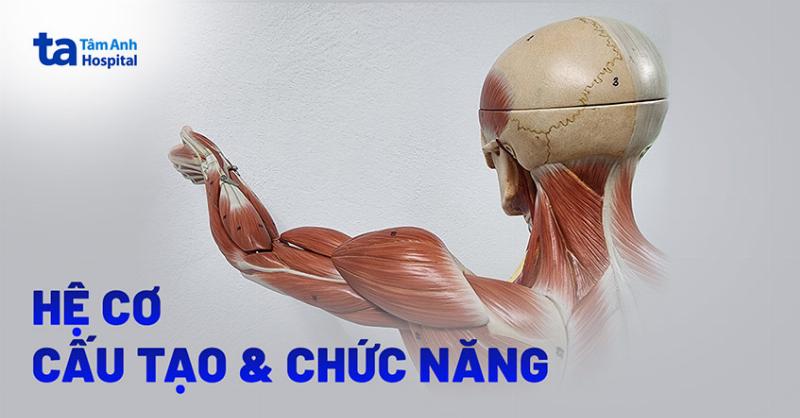 Hình ảnh minh họa nội dung chính trong sách phục hồi chức năng PDF, bao gồm giải phẫu, bài tập và phác đồ.