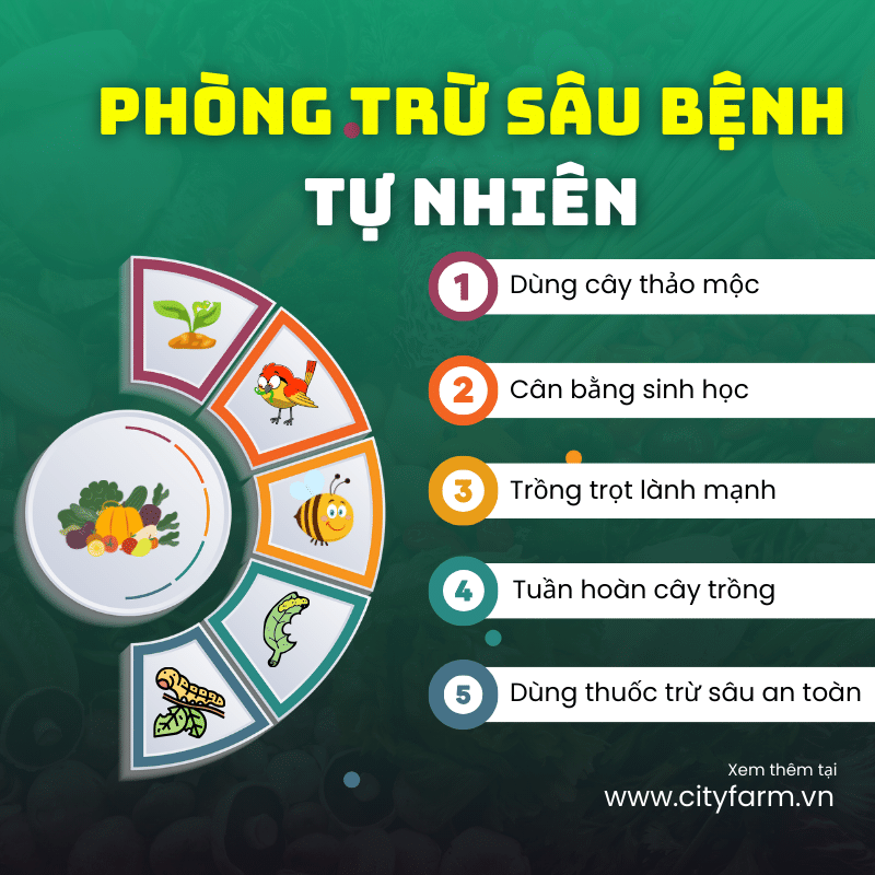 Phòng trừ sâu bệnh cho vườn rau