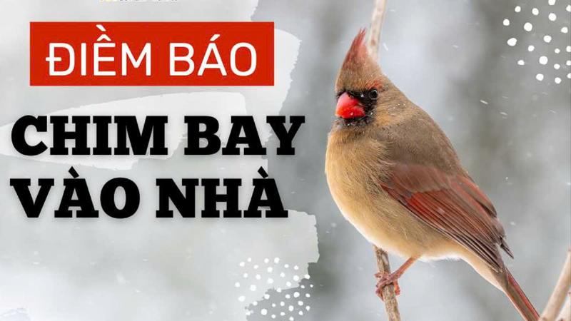 Quan Niệm Dân Gian Về Chim Bay Vào Nhà