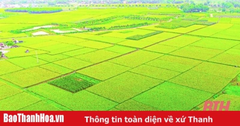 Quy mô sản xuất hàng hóa lớn