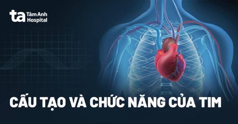 Hinh anh so do hoat dong bom mau cua he tim mach trong sinh ly hoc