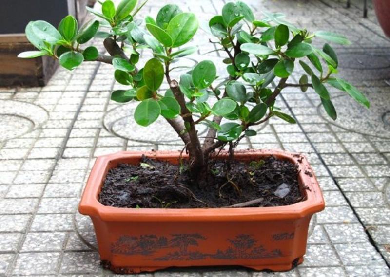 Vị Trí Đặt Bonsai Mini Hợp Tử Vi